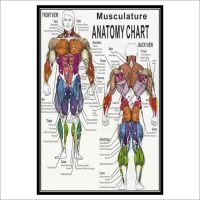 โปสเตอร์ทางการแพทย์ของมนุษย์แผนภาพกายวิภาคของมนุษย์สำหรับ69F โรงพยาบาลกล้ามเนื้อโปสเตอร์กายวิภาคศาสตร์0717