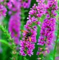 1000 เมล็ด/ชุด เมล็ดพันธุ์ เพอเพิ่ล ลูสสไตร้ฟ Lythrum salicaria purple loosestrife