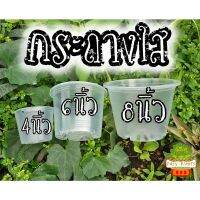 แนะนำ? แพ๊ค 10 ใบ กระถางใส กระถางพลาสติกใส มองเห็นการเติบโตของราก พลาสติกคุณภาพ มาตรฐาน ตัวนี้แข็งแรงทนทานสุด กระถางต้นไม้ใส
