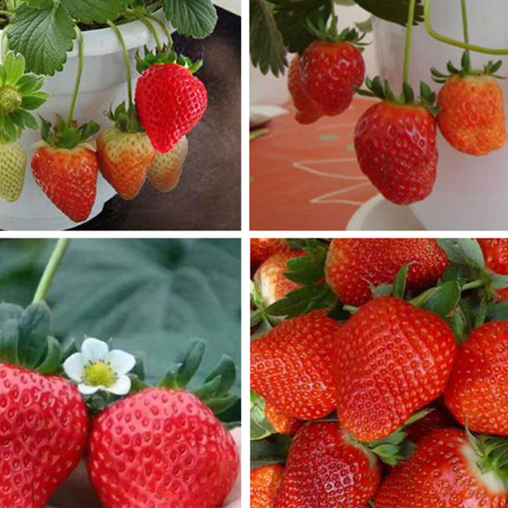 เมล็ดสตรอว์เบอร์รี-200เมล็ด-strawberry-เมล็ดสตรอเบอรี่สีแดง