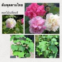 ต้นพุดตาน พุดตานไทย ดอกไม้เปลี่ยนสี  (Hibiscus mutabilis L.) ต้นสูง 40-50 ซม. กระถาง 10 นิ้ว มหัสจรรย์ธรรมชาติ ตอนเช้าขาวผ่องอยูดีดี เที่ยงมากลายเป็นสีชมพูอ่อนๆ พอตกเย็นชมพูเข้ม ชอบแดด