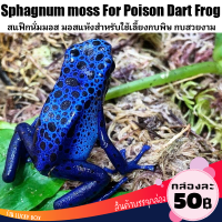 มอสเลี้ยงกบ Poison Dart Frog สแฟ็กนั่มมอส กล่องละ 50 บาท Vivarium Exotic pet