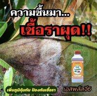 ซื้อ2แถม1 สูตรน็อคเชื้อรา เอสพลัสจี6 ออกฤทธิ์ทางชีวภาพ ปลอดภัย