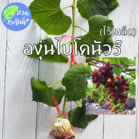 องุ่นไบโคนัวร์ ไร้เมล็ด  (กิ่งตอนตอป่าติดตา) พันธุ์แท้100%