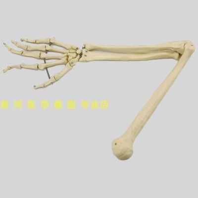 Natural big human upper limb bones skeleton adult arm humerus feet radius 1 hand bone model palm