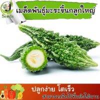 เมล็ดพันธุ์ มะระขี้นกลูกใหญ่ (Bitter gourd) 12 เมล็ด ปลูกง่าย ปลูกได้ทั่วไทย #เมล็ดผัก