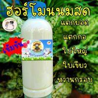 ฮอร์โมนนมสด เร่งการเจริญเติบโต แตกยอด แตกกอ ใบใหญ่ ใบเขียว หวานกรอบ(250ml)แถมวิธีใช้