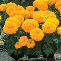 เมล็ดพันธุ์ ดาวเรือง อินคาทู สีทอง (Inca ll Gold Marigold Seed) 10 เมล็ด คุณภาพดี ราคาถูก ของแท้ 100%