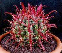 Ferocactus coloratus (5 เมล็ด)