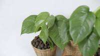 ( PRO+++ ) โปรแน่น.. T7 มอนสเตอร่าจินนี่ (Monstera Ginny) กระถาง 3.5 นิ้ว สูง 25-30 ซม. ไม้ประดับ ไม้เลื้อย โตไว ใบฉีกสวย ต้นไม้ฟอกอากาศ เป็นราชินีแห่งไม้ใบ ราคาสุดคุ้ม พรรณ ไม้ น้ำ พรรณ ไม้ ทุก ชนิด พรรณ ไม้ น้ำ สวยงาม พรรณ ไม้ มงคล