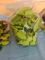 ใบมะกรูด   หนัก  500 กรัม ใบมะกรูดสดจากสวนออร์กานิก ปลอดภัยไร้สารเคมี Kaffir leaves from organic