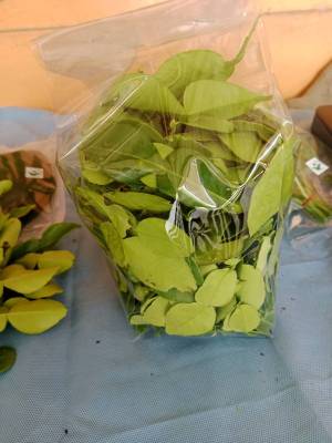 ใบมะกรูด   หนัก  200 กรัม ใบมะกรูดสดจากสวนออร์กานิก ปลอดภัยไร้สารเคมี Kaffir leaves from organic