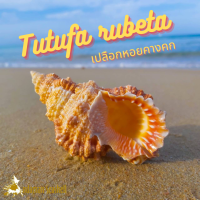 Andaman seashell เปลือกหอย หอยคางคก (Tutufa rubeta)