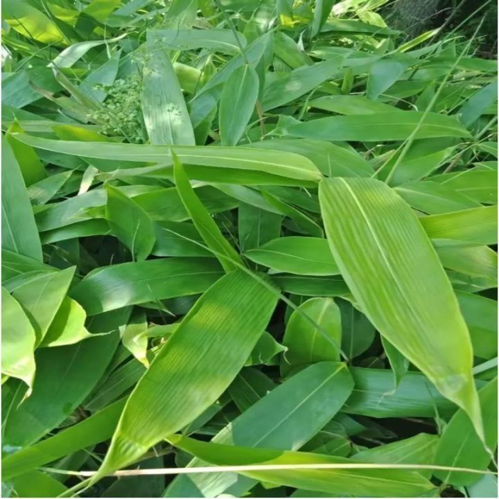 xbydzsw-zongye-fresh-big-leaf-zongye-fresh-zongye