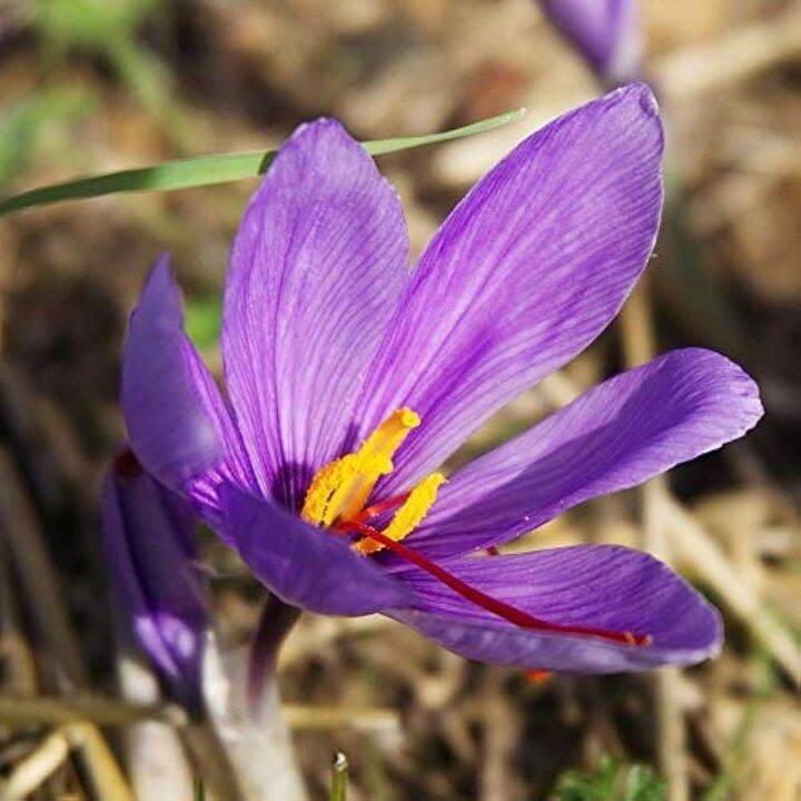 Saffron Crocus Corms Bulbs Fall Blooming Rare Spice Crocus