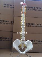 New 1:1 human body model lumbar spine cervical thoracic spine bonesetting skill practice model