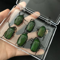 Real Insect Specimen School Educational Teaching Aids Artwork Material Decor - Green Scarabaeus