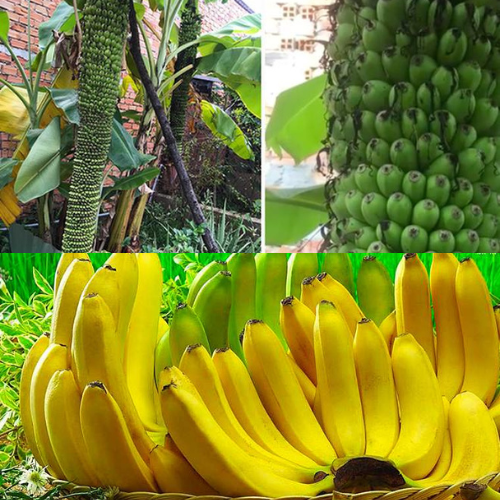 ต้นกล้วยร้อยหวี-กล้าไม้ผลนำเข้า-ต้นกล้าสูง-60-80-ซม-พันธุ์แท้-แข็งแรง-ปลูกง่าย