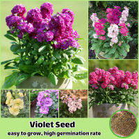 ไทยแลนด์สปอต 200เมล็ด/ห่อ คละสี บอนสี เมล็ดพันธุ์ ไวโอเล็ต Violet Flower Seed เมล็ดดอกไม้สวย ต้นไม้ประดับ ต้นไม้มงคล พันธุ์ไม้หายาก ไม้ประดับ แต่งบ้านและสวน ต้นดอกไม้สวยๆ เมล็ดพันธุ์พืช เมล็ดบอนสี ดอกไม้ปลูก พันธุ์ดอกไม้ ต้นบอนไซ ปลูกง่าย ปลูกได้ทั่วไทย