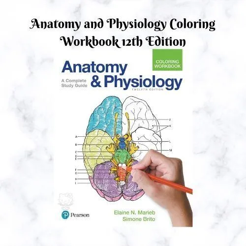 Anatomy and Physiology Coloring Workbook 12th Edition Marieb | Lazada PH