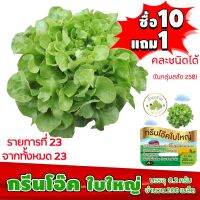 ซื้อ 1 แถม 1，50 เมล็ด (ไม่ใช่พืช)ทำมะชาดฟาร์มกรีนโอ๊ค(ใบใหญ่) Green oak ประมาณ