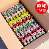 [COD] Succulent plant base direct hair flower green combination potted novice package indoor easy to raise and live