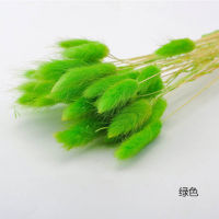 30PCS Rabbit Tail Grass Natural Dried Flowers For Home Decoration Lagurus Ovatus Flower Arrangement Real Flower Grass Props