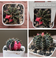 Beepees004 ยิมโนด่าง ไม้เมล็ด Gymnocalycium แคคตัส กระบองเพชร cactus&amp;succulentขนาด 4 ซม.