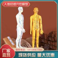 Clear the human body acupoints model on the acupuncture teaching and 50 cm mould body meridian graph model