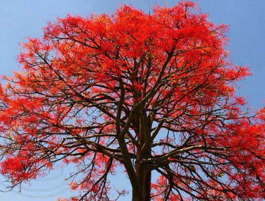 เมล็ดพันธุ์-เพลิงภาณุ-illawarra-flame-tree-จากโปรตุเกส