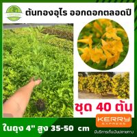 ( PRO+++ ) โปรแน่น.. [40ต้น/เซท] ต้นทองอุไร ดอกสีเหลือง ออกดอกตลอดทั้งปี ประดับบ้าน-สวนได้ ต้นไม้มงคล ต้นสูง 15-20 ซม. ปลูกง่าย ดี ราคาสุดคุ้ม พรรณ ไม้ น้ำ พรรณ ไม้ ทุก ชนิด พรรณ ไม้ น้ำ สวยงาม พรรณ ไม้ มงคล