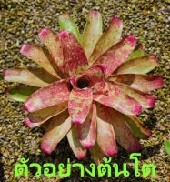 สับปะรดสี Neoregelia Old Love Letter จำนวน 1 ต้น จัดส่งแบบถอดกระถาง ต้นไม้มงคล ต้นไม้ฟอกอากาศ