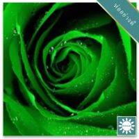 30 เมล็ด เมล็ดพันธุ์ Garden Seeds กุหลาบมินท์ Mint Green Blue Rose seed ดอกใหญ่ นำเข้าจากต่างประเทศ พร้อมคู่มือ เมล็ดสด ใหม่