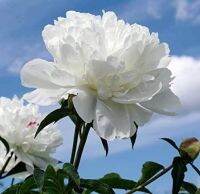 20 เมล็ด เมล็ดโบตั๋น ดอกโบตั๋น ดอกพีโอนี (Peony) สีขาว White Peony ดอกไม้นี้​เป็นสัญลักษณ์ของความมั่งคั่งร่ำรวย ความซื่อสัตย์ อัตรางอก 70-80%