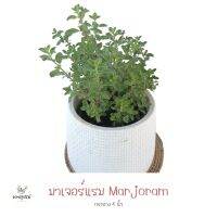 มาเจอร์แรม #Marjoram (H31) กระถาง 5.5 นิ้ว #สมุนไพรฝรั่ง #Herb