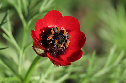 เมล็ดพันธุ์-อโดนิส-adonis-aestivalis-pheasants-eye-50-เมล็ด-เมล็ดพันธุ์นำเข้าจากอังกฤษ