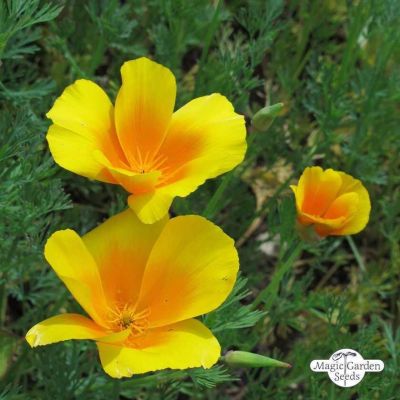 เมล็ดพันธุ์ แคลิฟอร์เนียป็อปปี้ Eschscholzia Californica California poppy 200 เมล็ด เมล็ดพันธุ์นำเข้าจาก อังกฤษ