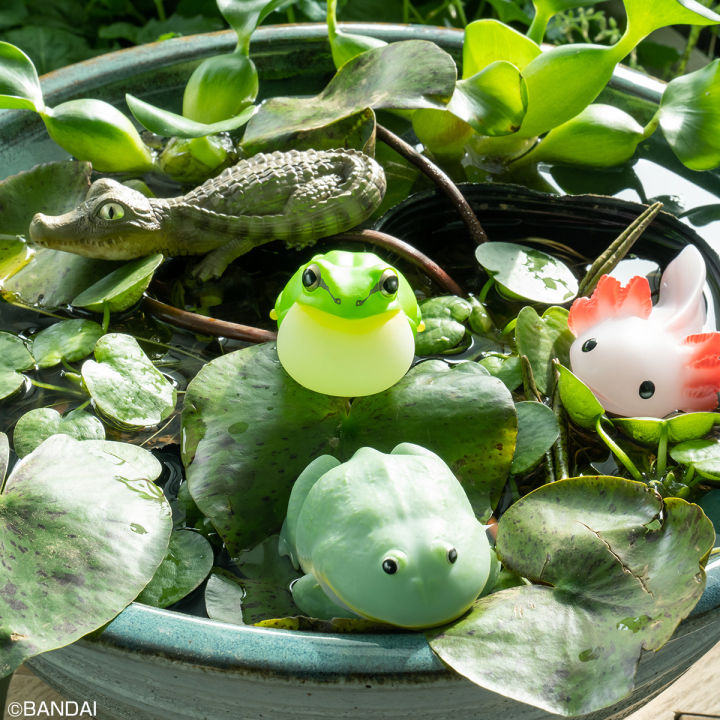 แยก-tree-frog-budgett-frog-bandai-tenori-friends-8-โมเดลสัตว์-กบ-กบบัดเจท-กบต้นไม้