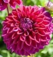 1 หัว/ออเดอร์ รักเร่ Dahlia Bulbs สายพันธุ์ Diva หัวรักเร่ ดอกไม้ หัวหน่อ เหง้า นำเข้า เนเธอร์แลน หัวสดใหม่