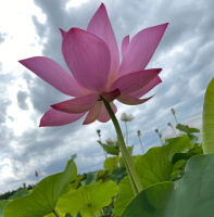 3 เมล็ดพันธุ์ บัว บัวสวยงาม บัวอ่าง บัวบึง สายพันธุ์ A Majestic Lady สีชมพูหวาน สามารถปลูกได้ทุกภูมิภาค ออกดอกตลอดปี