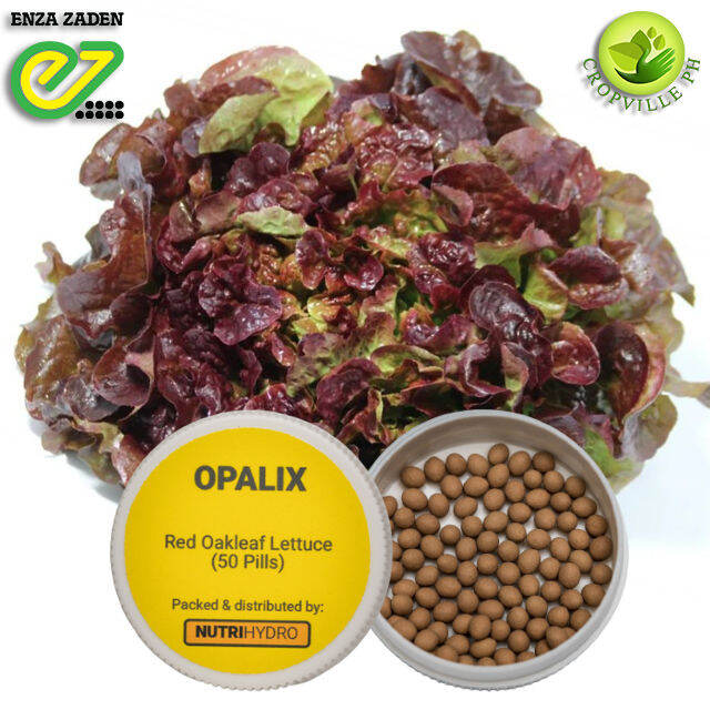 Opalix Oakleaf Red Lettuce By Enza Zaden Lazada Ph 6791