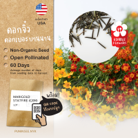 เมล็ดดอกไม้นำเข้า 3 สี ดาวเรืองฝรั่ง Marigold Gem (OP) แมรี่โกลด์ ดอกไม้กินได้