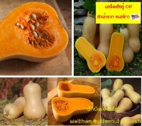 เมล็ดพันธุ์ OP ฟักบัตเตอร์นัท - Waltham Butternut Squash 25 เมล็ด มีไฟโทเคมิคอลแอลฟาแคโรทีนที่ดี เมล็ดนำเข้าจาก #USA