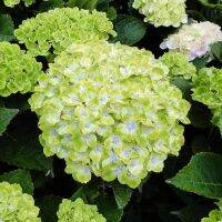 20 เมล็ด เมล็ดไฮเดรนเจีย Hydrangea seedสีเขียว ไฮเดรนเยียสายพันธุ์ฝรั่งเศส ของแท้ 100% อัตราการงอก 70-80% มีคู่มือปลูก