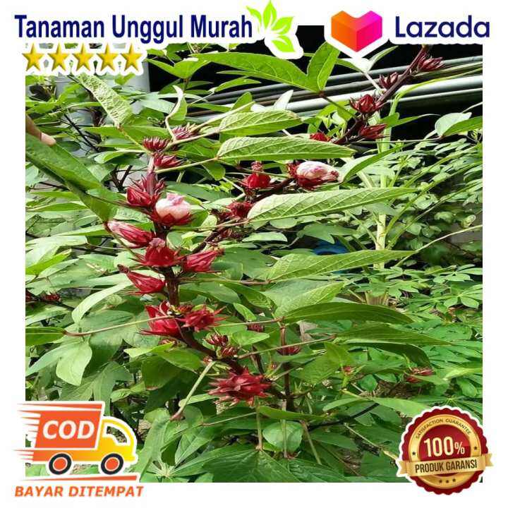 Biji Benih Bunga Rosella Merah 200 Gram Dm& | Lazada Indonesia