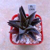 Haworthia limiforlia ‘An Star’ อันสตาร์ A057