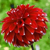 1 หัว /ชุุด เหง้า ต้นรักเร่ Dahlia Bulb สายพันธุ์ Skipley Spot สีแดง หัวรักเร่ ดอกไม้ ดอกรักเร่ รักแรกพบ เฟิร์สเลิฟ ดอกไม้นำเข้า พร้อมให้ดอก