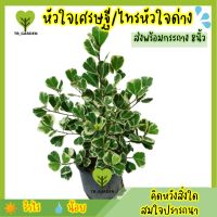 หัวใจเศรษฐี/ไทรหัวใจด่าง/สาริกาลิ้นทองใบด่าง ส่งพร้อมกระถาง 6 นิ้ว สูง 20 ซม ขึ้นไป