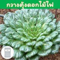 เมล็ดพันธุ์ผัก กวางตุ้งดอกไม้ไฟ 150-200 เมล็ด (Tatsoi Seeds) / แทตฉ่อย  / ผักกวางตุ้ง ญี่ปุ่น