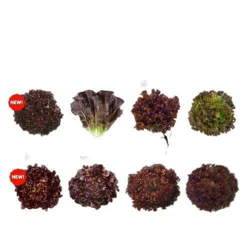 Katanim Rz Lettuce 2 Repacked Seeds Rijk Zwaan Hydroponics Lazada Ph 8081